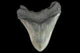 Fossil Megalodon Tooth - South Carolina #95472-2